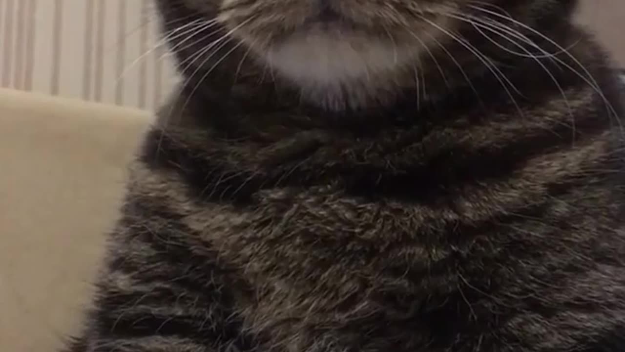 When you have nine lives and you're tired of the first one😁