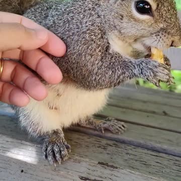 Mika The Squirrel's reaction when I'm petting her so sweet