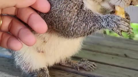 Mika The Squirrel's reaction when I'm petting her so sweet