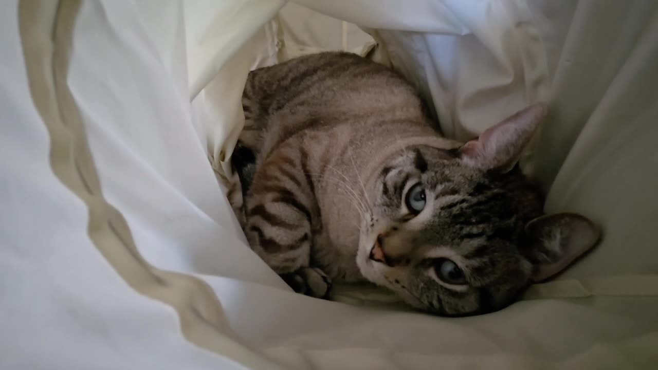 Tunnel Time: The Adorable Cat Resting in a Cozy Tunnel