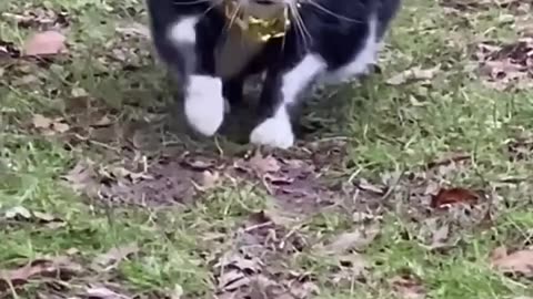 🐱Cat memes skibidi dop dop dop yes yes yes