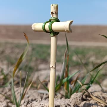 The Reed Cross: A Symbol of Resilience in the Heart of Desolation