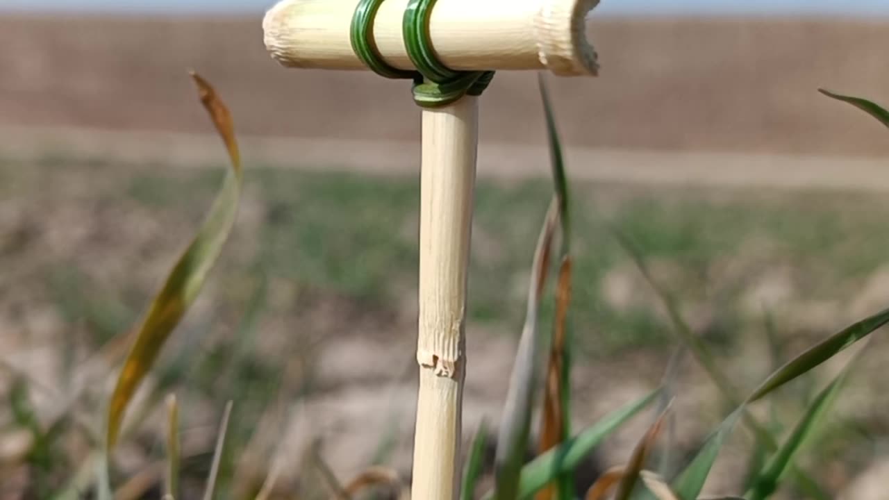 The Reed Cross: A Symbol of Resilience in the Heart of Desolation