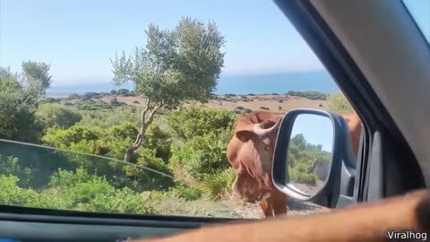 Funniest animal video