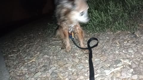 Villanova(pictured) Paco night doggie walk I still like to get the doggies out to strech20251115686