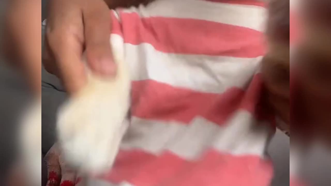 Cat cosplay as a rabbit is extremely cute and adorable