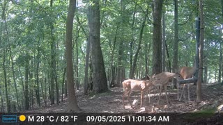 The Woods – 09/06/2025