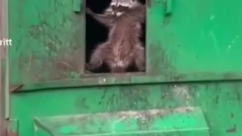 Funny raccoon