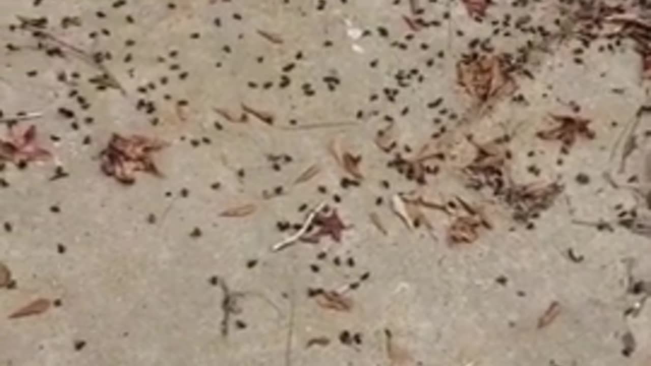 We're… Being... Sprayed like BUGS...