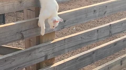 No mice up here