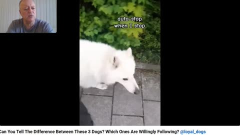 Christmas Bonus Series - The Anti Dog Trainer Off Leash Breakdown - Pt 2