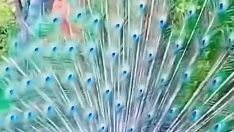 Beautiful video
