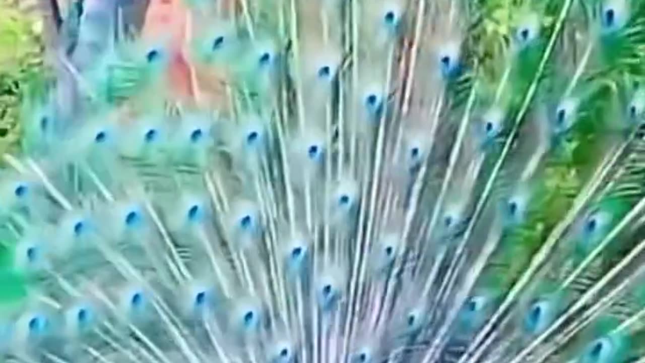 Beautiful video