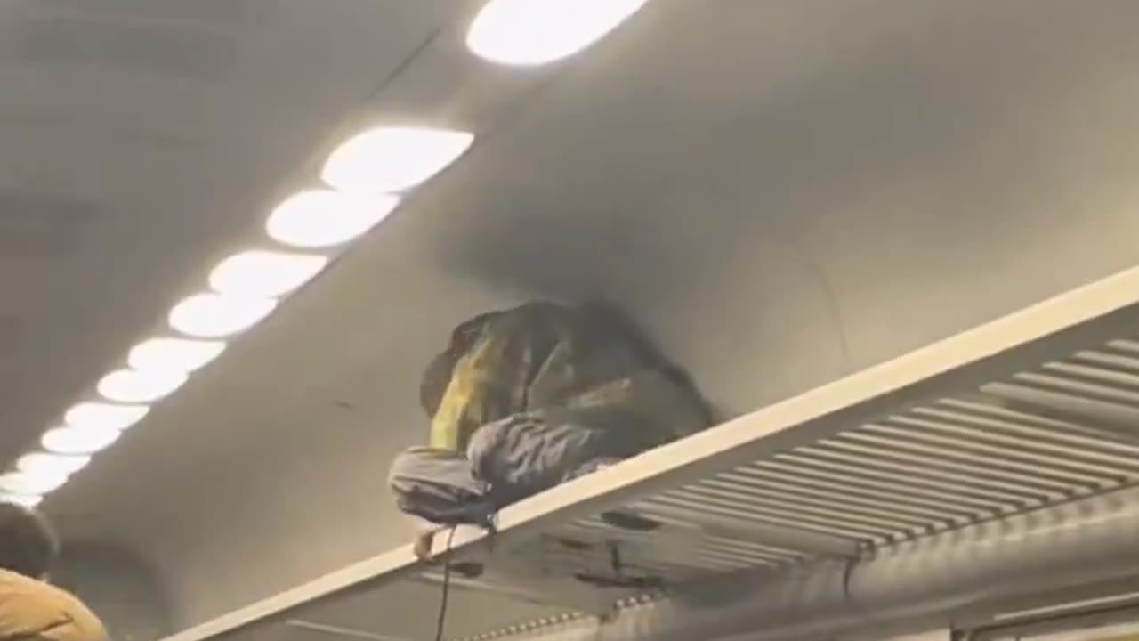 Italy has become a jungle without rules.