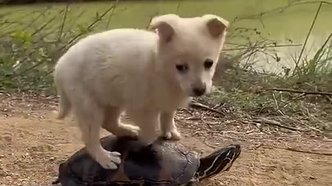 Funny Animals Videos 😆 _ Funny Dog