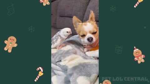 Funny Animal Videos 2025 Dogs vs Birds Compilation | Funniest Animals