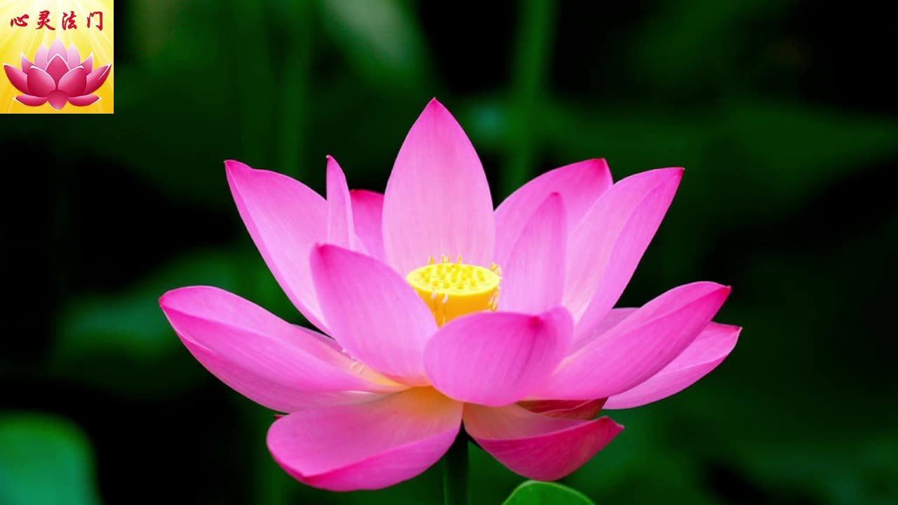 2025 11 27 #心灵法门 #卢军宏