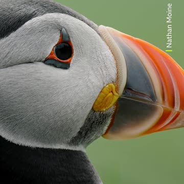 ‎A puffin s beak changes colour throughout the year 🧡 #Animals #Wildlife #Shorts