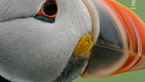 ‎A puffin s beak changes colour throughout the year 🧡 #Animals #Wildlife #Shorts