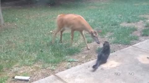 TRY NOT TO LAUGH 😆 Best Funny Videos Compilation 😂😁😆 Memes.