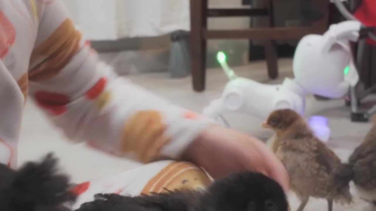 Mi pollito