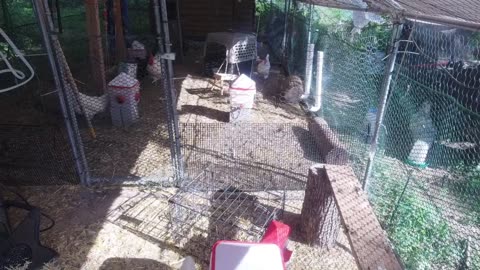 Chicken Live Stream
