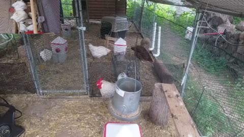 Chicken Live Stream