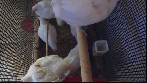 Chicken Live Stream