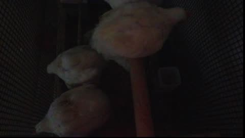 Chicken Live Stream