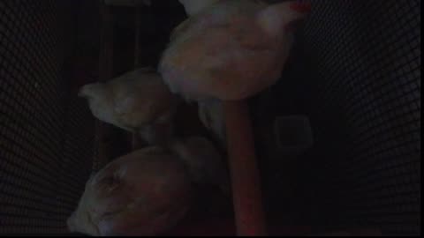 Chicken Live Stream