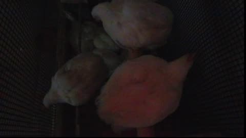 Chicken Live Stream
