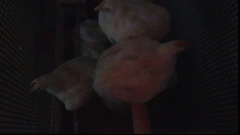 Chicken Live Stream
