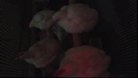 Chicken Live Stream