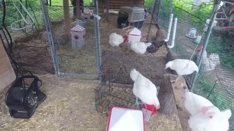 Chicken Live Stream