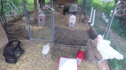 Chicken Live Stream