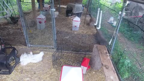 Chicken Live Stream