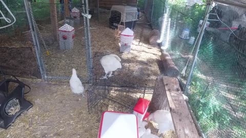 Chicken Live Stream