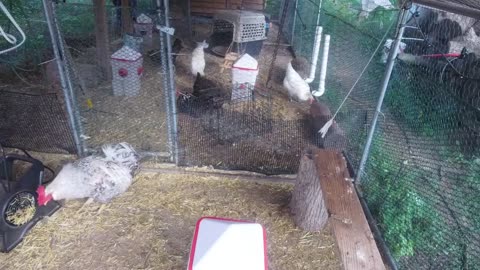 Chicken Live Stream