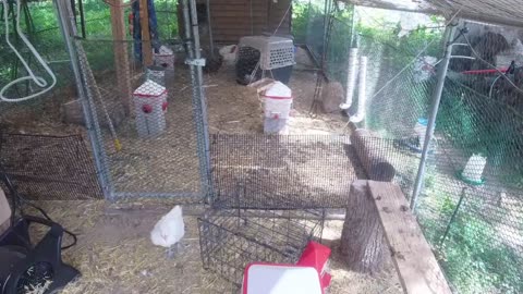Chicken Live Stream