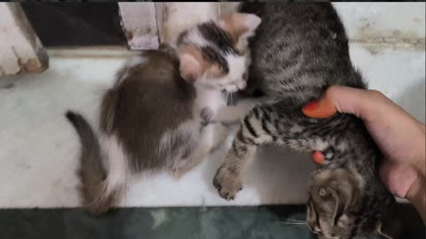 25th July Kitten Vlogs Patch Alt