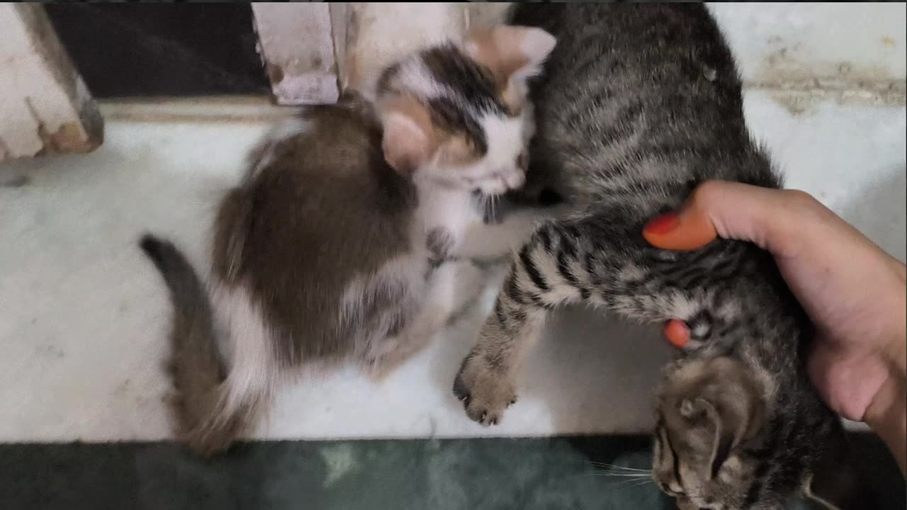25th July Kitten Vlogs Patch Alt