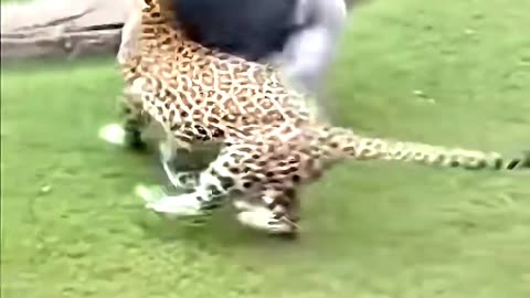 How did the gorilla tame the cheetah
