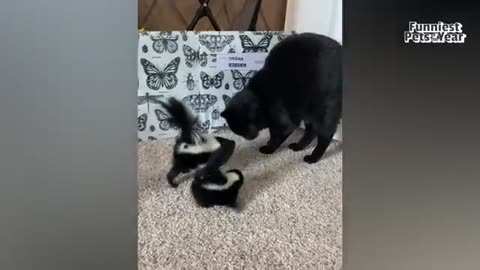 The FUNNIEST Pet Videos of the year! 🤣 | BEST Compilation