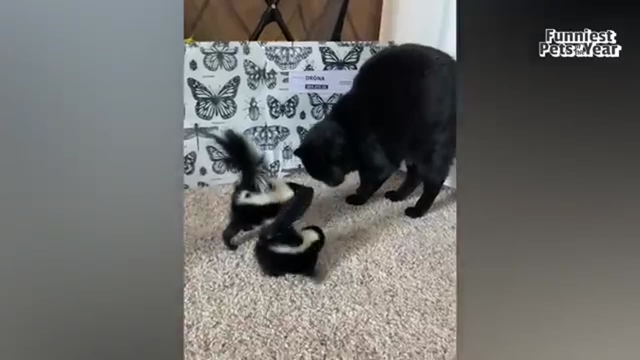 The FUNNIEST Pet Videos of the year! 🤣 | BEST Compilation