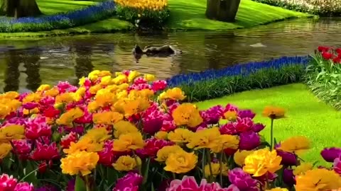 good morning