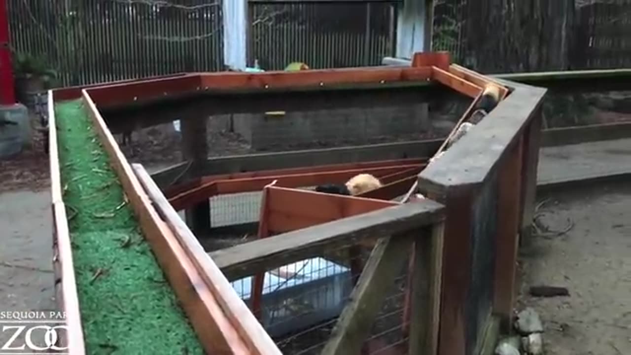 Guinea Pig Bedtime Parade