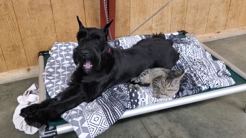 Cats helping train Protection Dog