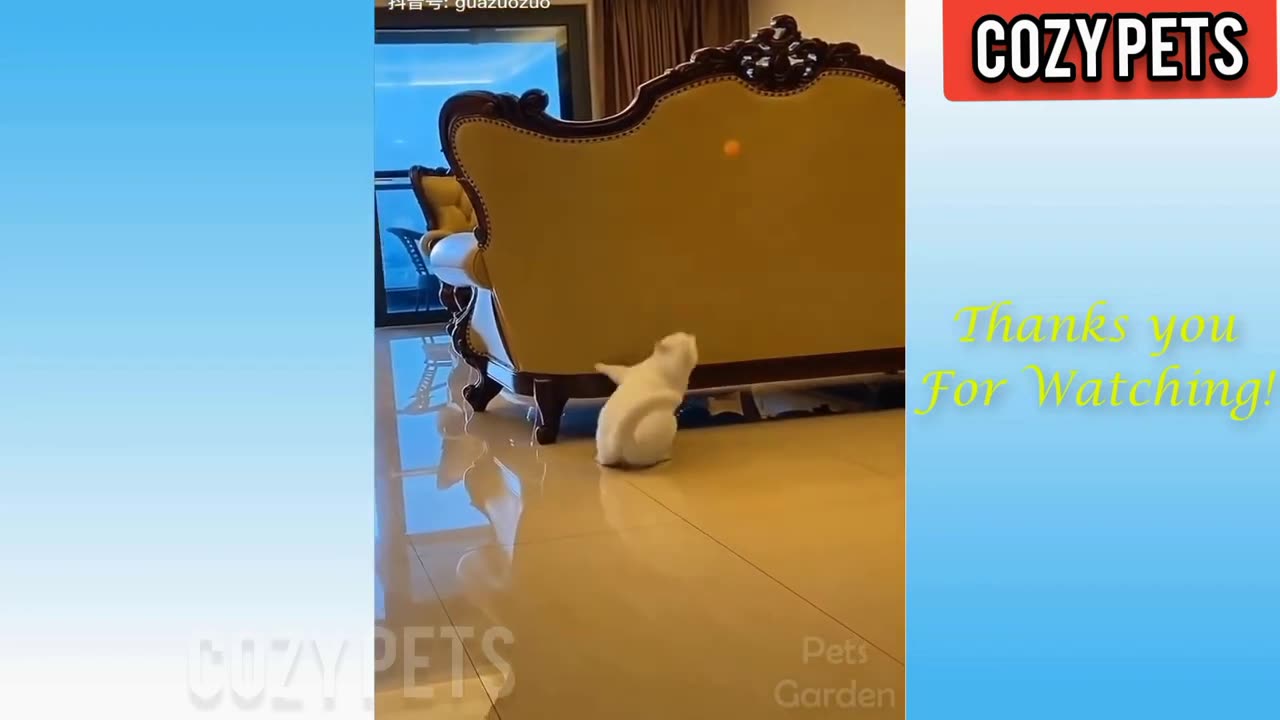 Cute Pets and funny animals cat and dog Compilation 2020 (Try not to laugh)