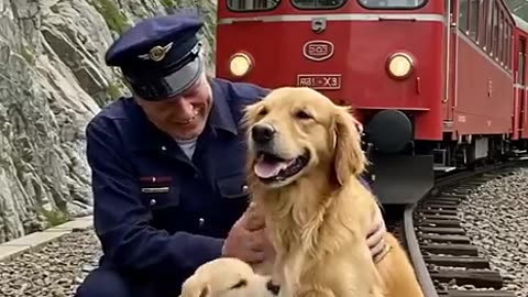 Golden Retriever Mom and Puppy Save a Train