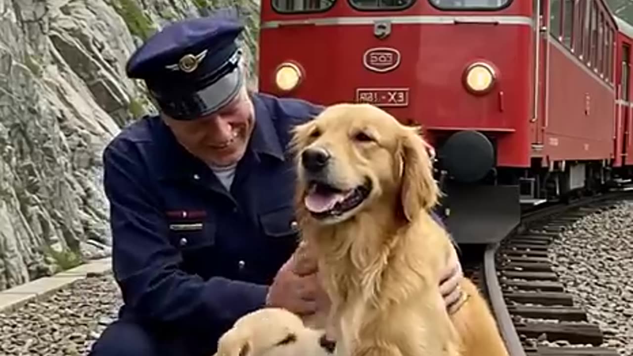 Golden Retriever Mom and Puppy Save a Train